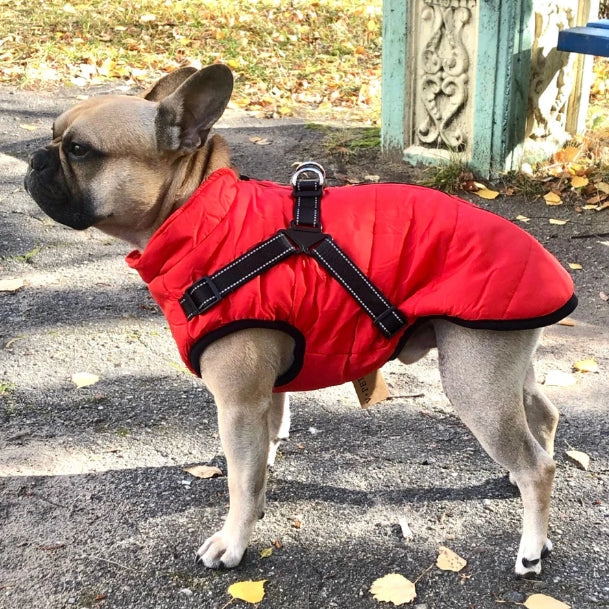 š¶3 in 1 Winter Waterproof Warm Dog Jacket With Built-in Harness