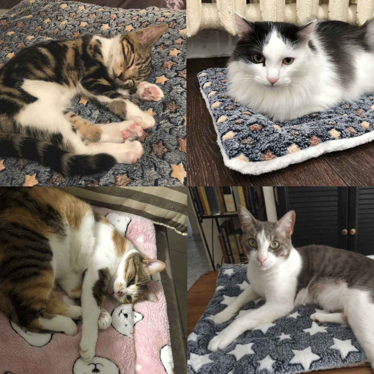 🐱2025 New Upgraded Super Cosy Calming Pet Blanket🐾