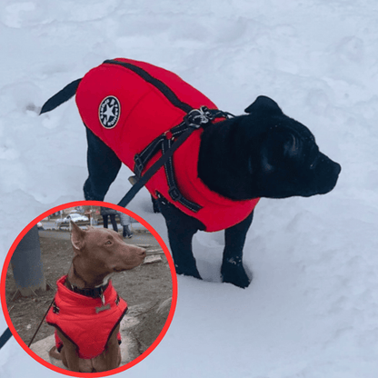 🐶3 in 1 Winter Waterproof Warm Dog Jacket With Built-in Harness